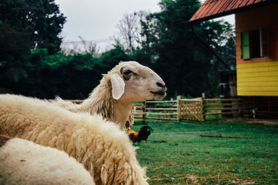 View of a sheep on field