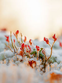 Close-up of frozen plant during winter