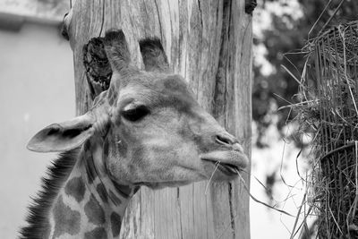 Close-up of giraffe against wood at zoo