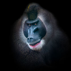 Baboon portrait