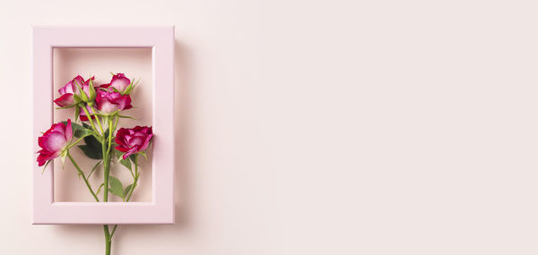 Close-up of pink rose against white background