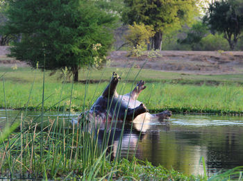 Horse in a lake