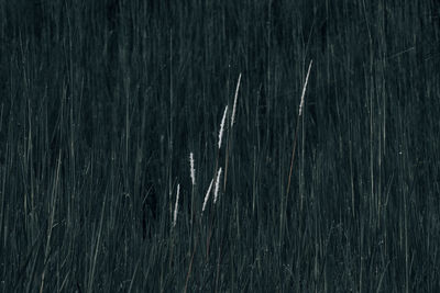 Full frame shot of water in rain