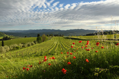 Scenic view of field against cloudy sky