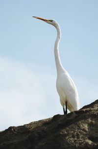 Low angle view of crane perching on rock against sky