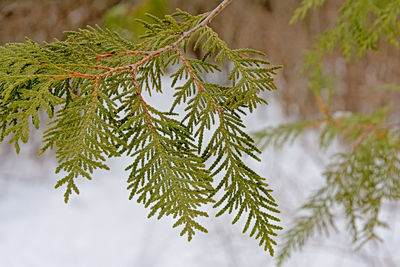 Close-up of pine tree branch during winter