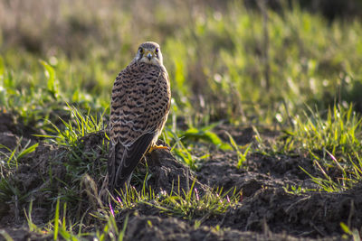 Bird perching on a field