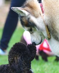 Close-up of dog on field