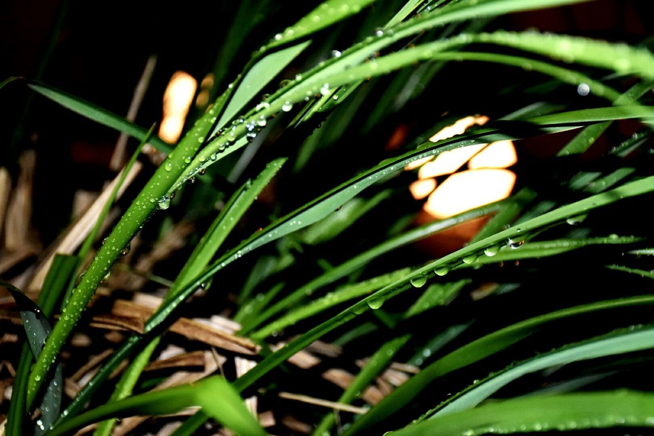 growth, green color, plant, night, leaf, close-up, nature, beauty in nature, freshness, grass, fragility, focus on foreground, blade of grass, outdoors, selective focus, no people, growing, green, tranquility, field