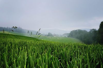 Scenic view of agricultural field against sky