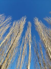 Low angle view of tall grass against blue sky