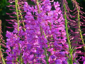 Close-up of purple flowering plant