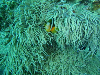 Close-up of fish swimming in sea