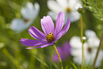 Close-up of purple cosmos flower blooming outdoors