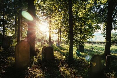 Sunlight streaming through trees