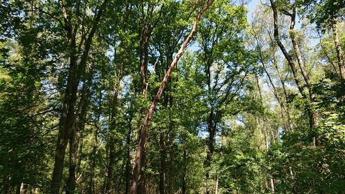 Low angle view of bamboo trees in forest