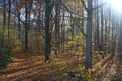 Trees growing in forest during autumn