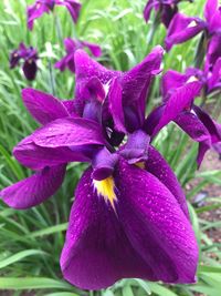 Close-up of wet purple flower blooming outdoors