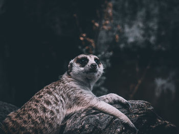 Meerkat in the zoo