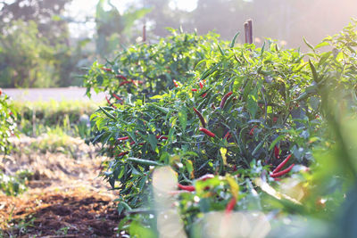 Close-up of plants growing on land