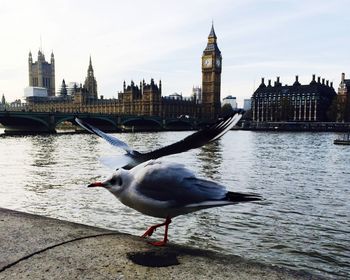Little gulls perching on retaining wall by thames river and big ben against sky