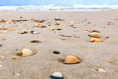 Surface level of shells on beach