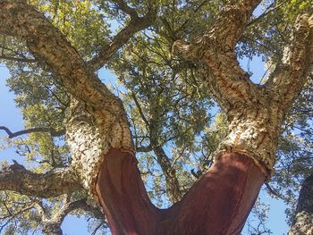 Low angle view of trees in forest against sky