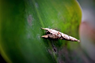 Close-up of moth on leaf