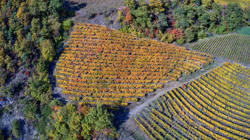 High angle view of agricultural field