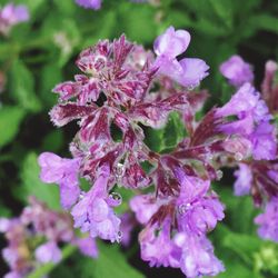 Close-up of water drops on flowers