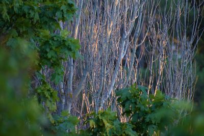 Close-up of plants growing on land