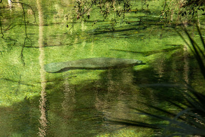 Close-up of water flowing in forest