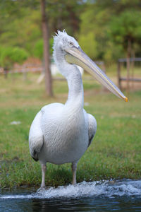 Close-up of pelican