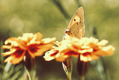 Close-up of butterfly pollinating on flower