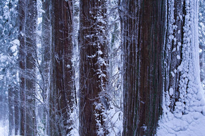 Trees in forest during winter