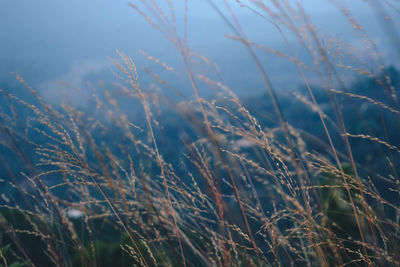 Close-up of stalks in field against sky