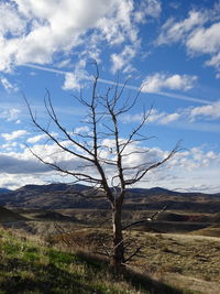 Bare tree on field against sky