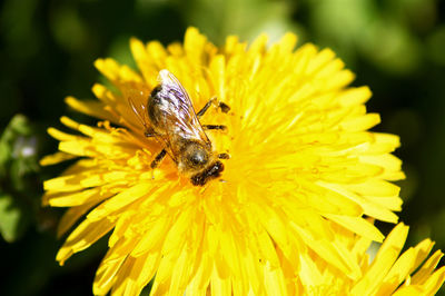 Close-up of insect on yellow flower