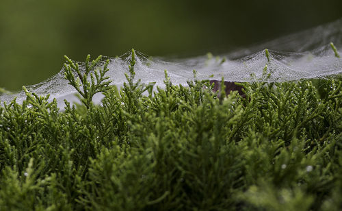 Close-up of wet grass