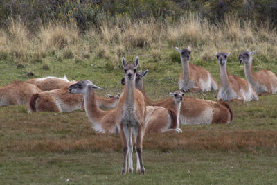 Guanacos relaxing on grassy field