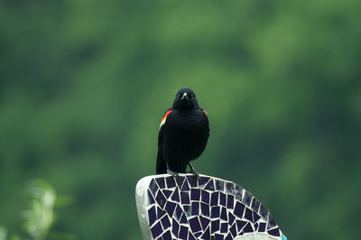 Red winged black bird