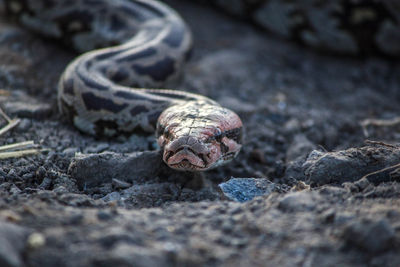 Close-up of lizard on rock