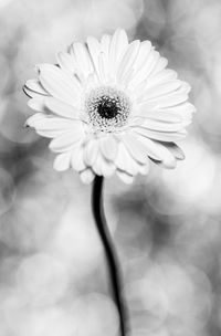 Close-up of white daisy flower