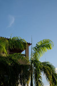 Low angle view of palm trees against sky