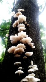 Close-up of flowers growing on tree