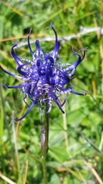 Close-up of purple flower