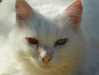 Close-up portrait of cat