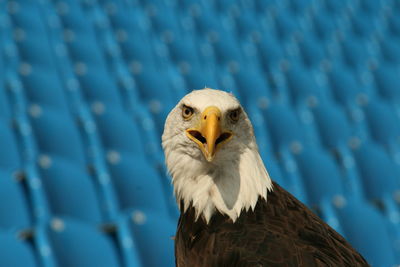 Close-up of eagle against blurred background