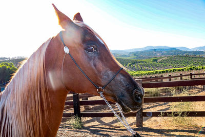 Close-up of horse standing on mountain