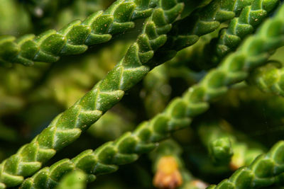 Close-up of green leaves